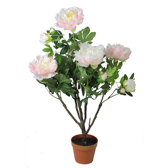 36&#x22; Light Peach and Pink Blooming Potted Peony Plant